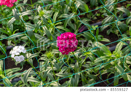 Flower plantation in a greenhouse image stock Flower plantation in a greenhouse image stock 85559327