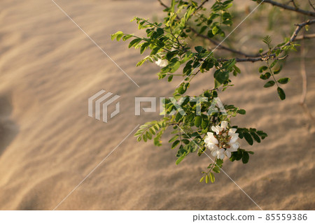 Tottori four seasons walk spring sand dunes 85559386