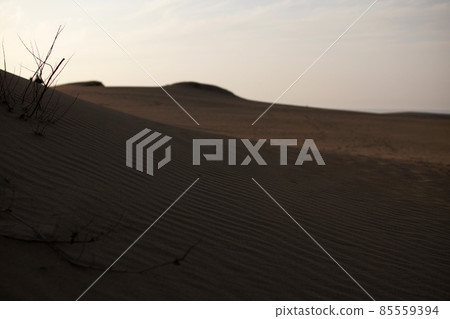 鳥取四個季節走春沙丘 鳥取四個季節走春沙丘 85559394