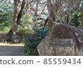 Nature and grove of Kobonomatsu Park 85559434