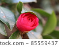 Close-up of the red cold camellia that is beginning to bloom 85559437