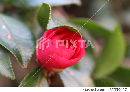 Close-up of the red cold camellia that is beginning to bloom Close-up of the red cold camellia that is beginning to bloom 85559437