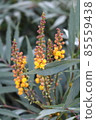 Yellow flowers of Mahonia Confusa 85559438