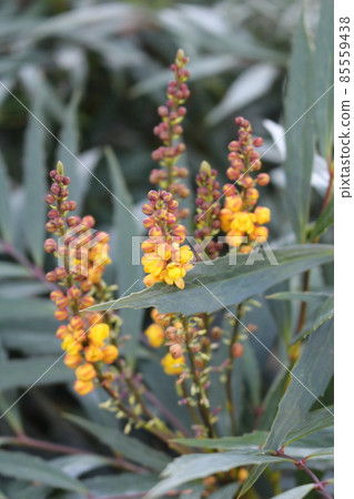 Yellow flowers of Mahonia Confusa Yellow flowers of Mahonia Confusa 85559438