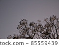 The silhouette of the plant that emerges in the evening sky 85559439
