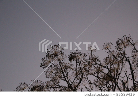 The silhouette of the plant that emerges in the evening sky 85559439