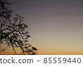 The silhouette of a tree that shines in the gradation of the dusk sky. Japanese taste 85559440