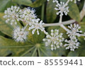 Close up of a juvenile flower 85559441
