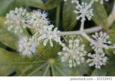Close up of a juvenile flower 85559441