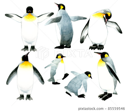 各種姿勢的王企鵝 手繪水彩插畫素材合集 85559546