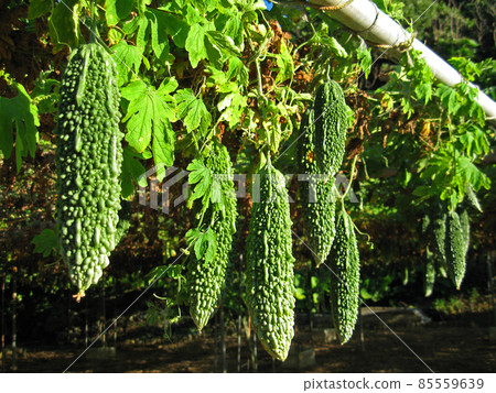 沖繩，燦爛成長的苦瓜 85559639