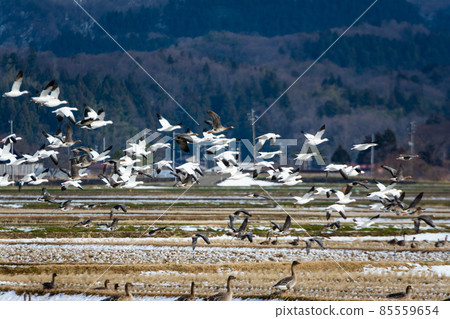 一群飛雁 85559654