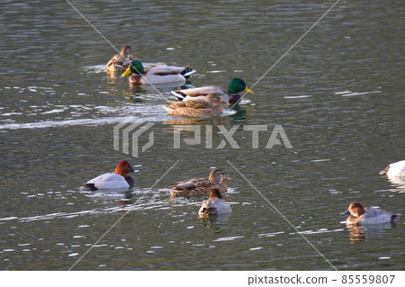 鴨 85559807