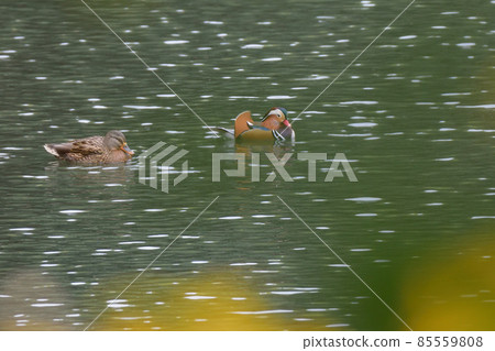 鴛鴦 85559808
