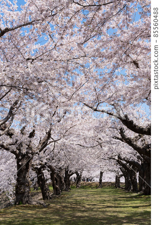 Cherry blossoms at Goryokaku Park Cherry blossoms at Goryokaku Park 85560488
