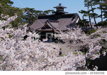 Cherry Blossoms in Goryokaku Park and Hakodate Magistrate's Office 85560598