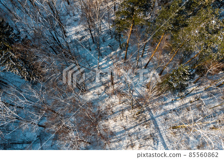 Walking path between trees in a winter park Walking path between trees in a winter park 85560862