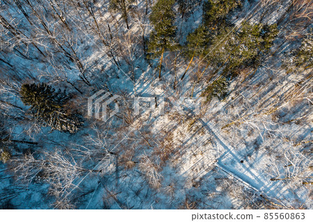 Walking path between trees in a winter park, aerial view Walking path between trees in a winter park, aerial view 85560863