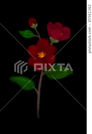 山茶花數碼水彩畫 85561162