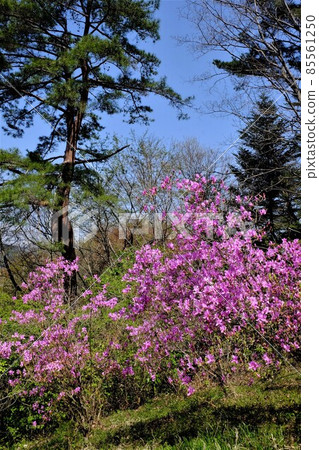 三葉和早春灌木叢[4月，相模原市築井市] 85561250