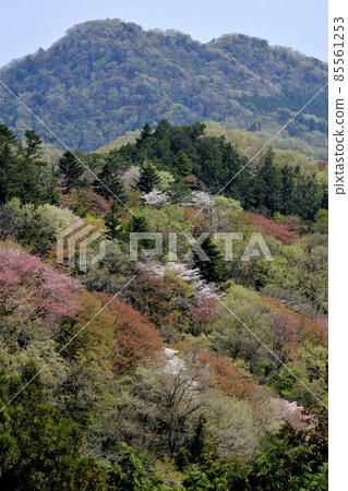 灌木叢萌芽時期[4月，相模原市築井市] 85561253