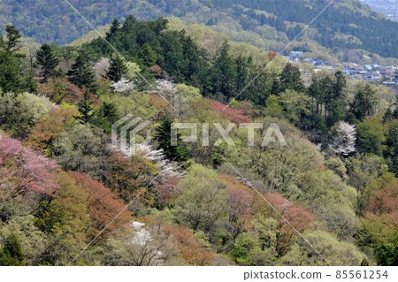 中野山的發芽[4月相模原市築井] 85561254