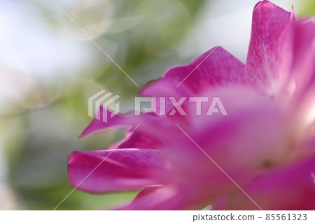 花瓣玫瑰花瓣 花瓣玫瑰花瓣 85561323