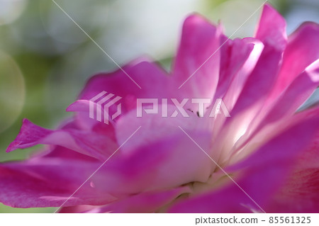 花瓣玫瑰花瓣 花瓣玫瑰花瓣 85561325