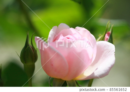 It is a summer rose that bloomed in the rose flowerbed in the city (photographed in May) 85561652