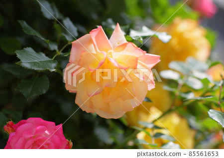 It is a summer rose that bloomed in the rose flowerbed in the city (photographed in May) 85561653