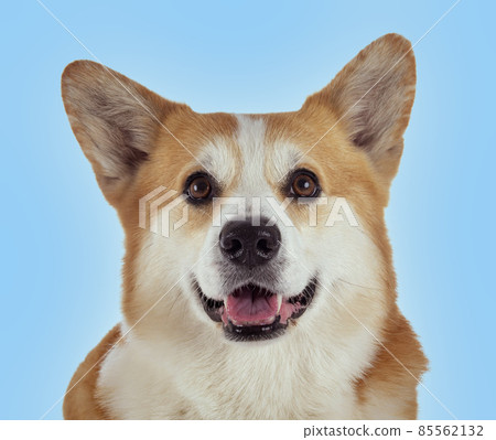 Pembroke Welsh Corgi 85562132
