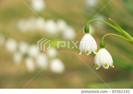 Suzuran水仙花 Suzuran水仙花 85562191