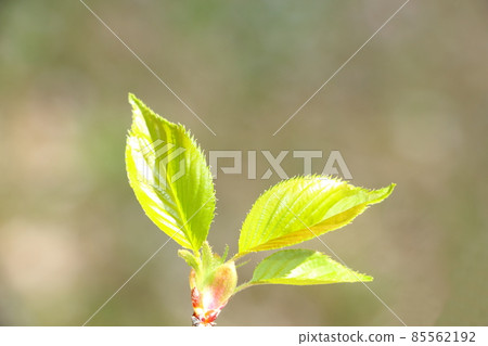 新鮮的綠色和櫻桃葉 85562192