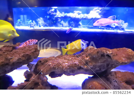 Sumida Aquarium Coral Reef Aquarium 85562234