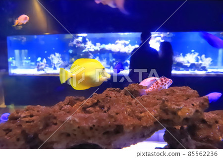墨田水族館珊瑚礁水族館 墨田水族館珊瑚礁水族館 85562236