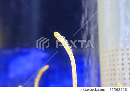 Sumida Aquarium Spotted Garden Eel Aquarium Sumida Aquarium Spotted Garden Eel Aquarium 85562328