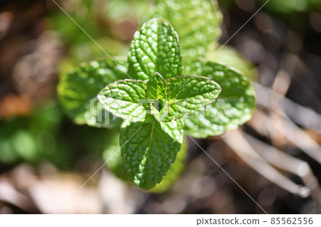 早春蘋果薄荷 早春蘋果薄荷 85562556