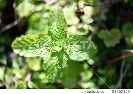 早春蘋果薄荷 早春蘋果薄荷 85562560