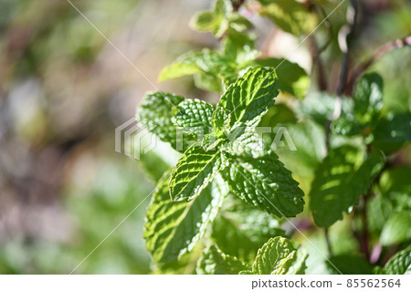 Early spring apple mint 85562564