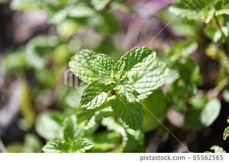 Early spring apple mint Early spring apple mint 85562565