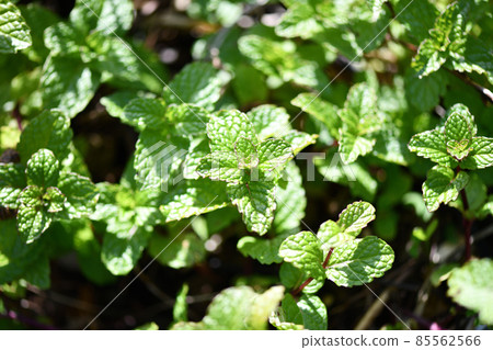 Early spring apple mint Early spring apple mint 85562566