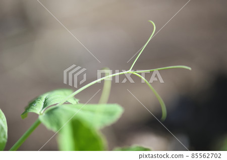 Peas tendrils 85562702