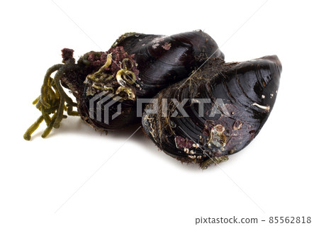 Mussels 85562818
