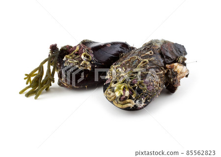Mussels with alga 85562823