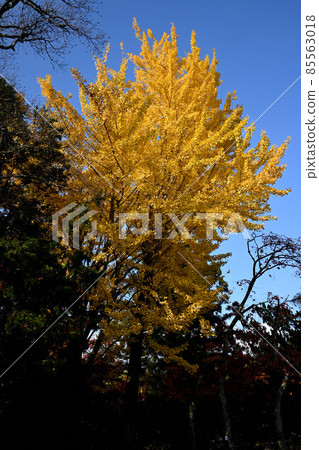 [紅葉] 奈良東大寺的紅葉 85563018