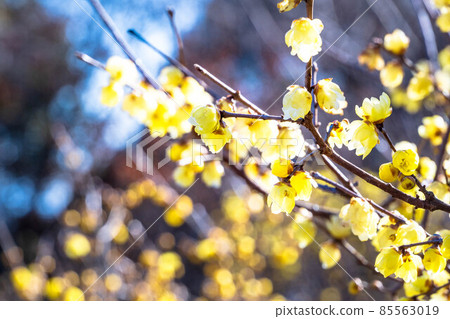 Japanese allspice flowers blooming in the extreme winter Japanese allspice flowers blooming in the extreme winter 85563019