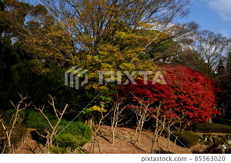 [紅葉] 奈良東大寺的紅葉 85563020