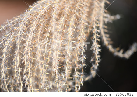 Early spring pampas grass (thin) Early spring pampas grass (thin) 85563032