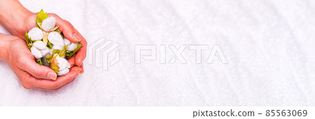 Cotton harvest [Cotton image] 85563069