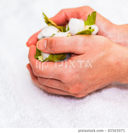 棉花收穫 [棉花圖片] 85563071
